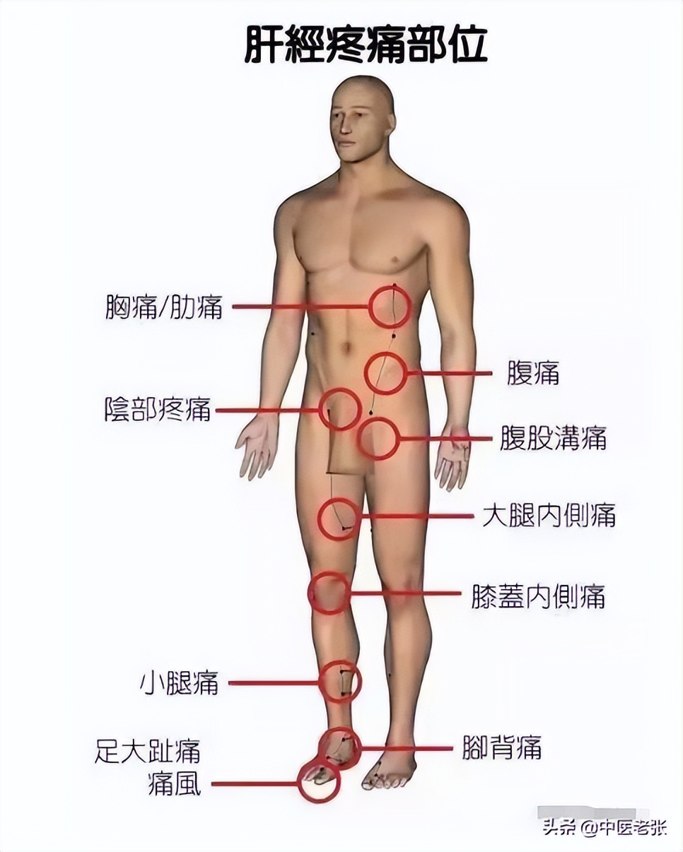 五脏六腑疼痛区高清图对照,人体五脏六腑疼痛区