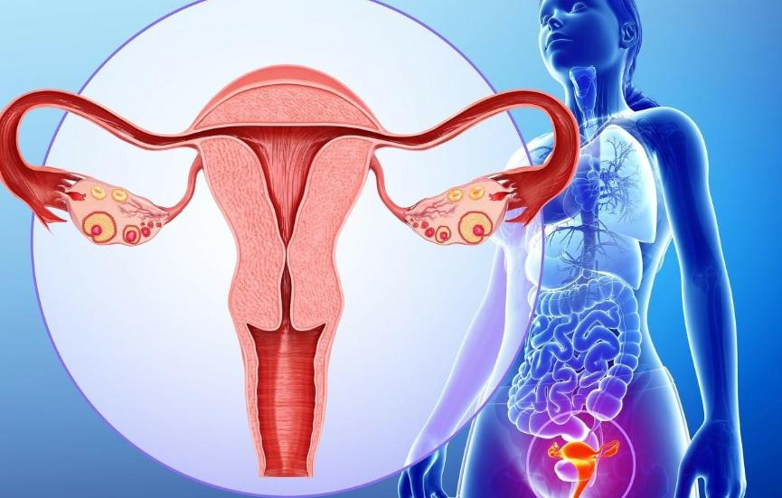 一天接了3个急诊，都是黄体破裂，黄体到底是什么？看完涨知识了