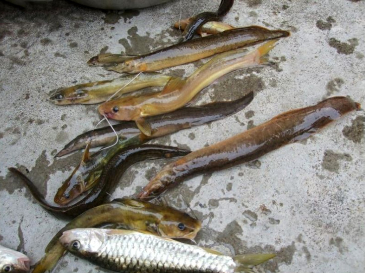 河里抓来的刀鳅鱼,湖北野生刀鳅鱼