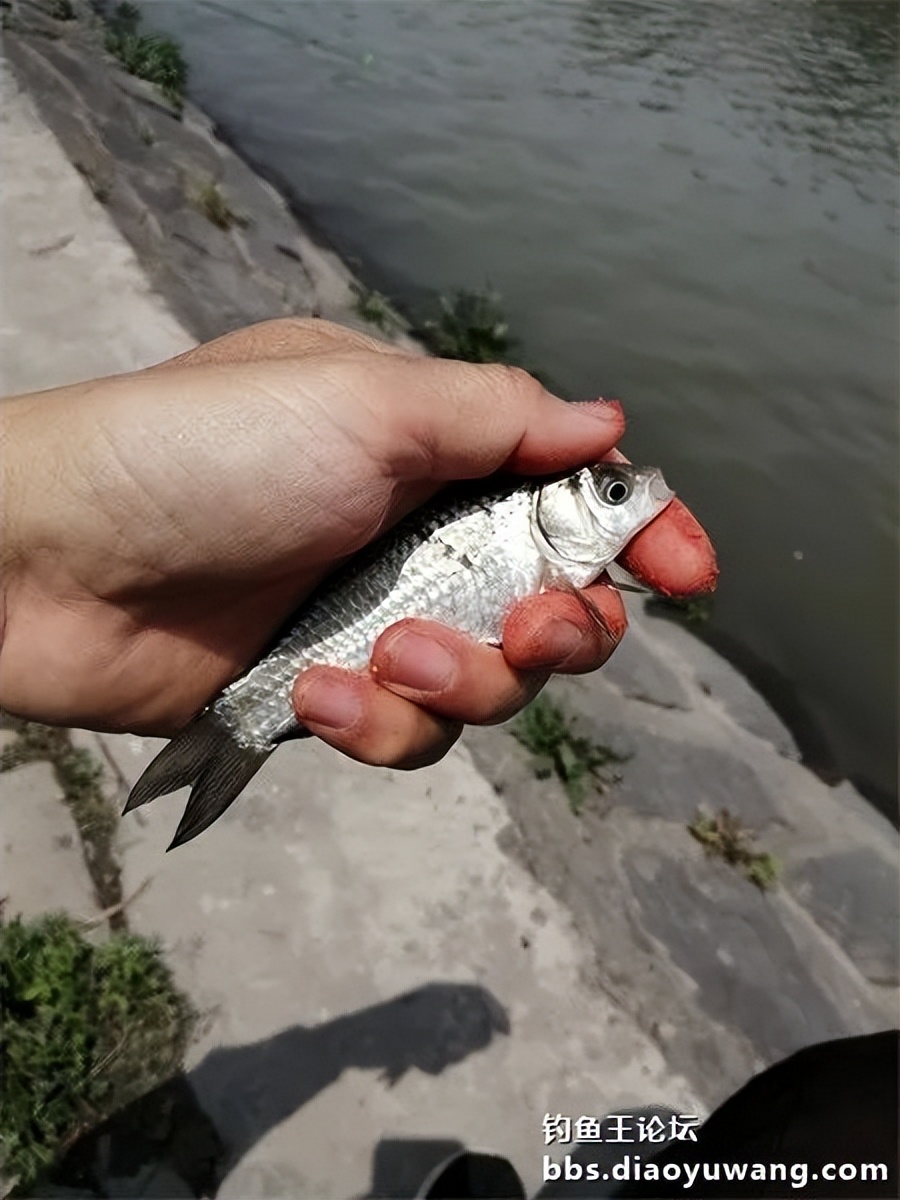 钓鱼王饵野钓破百尾