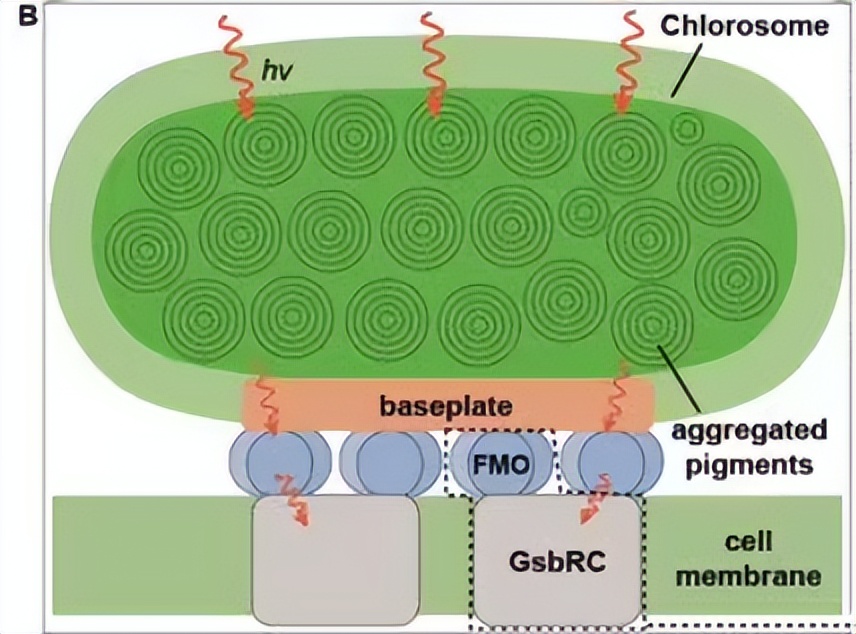 试析细菌表层蛋白，从月光到仿生，在宏观分子之间的协调表现