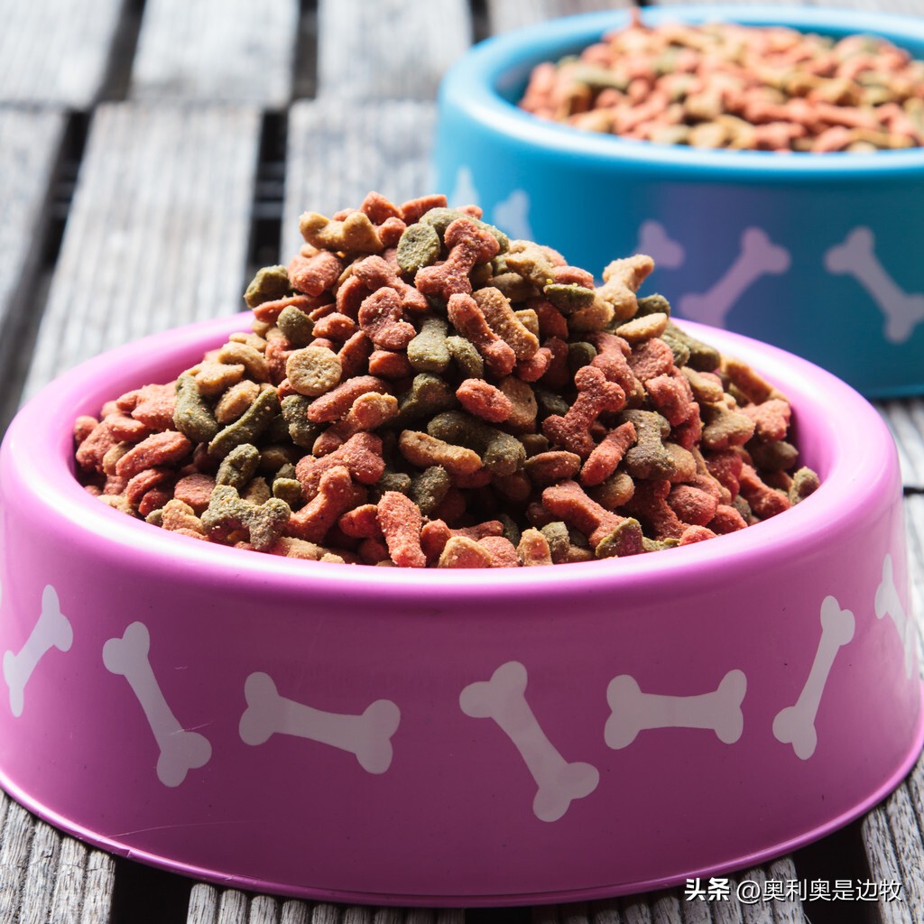 宠物狗必须要吃狗粮吗怎么喂,宠物狗可以不喂狗粮么