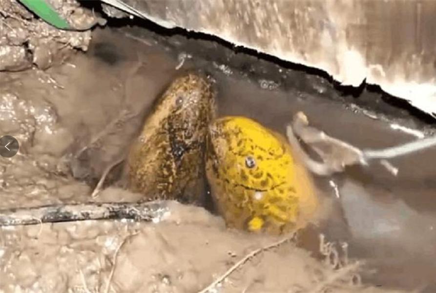 黄鳝在土里靠什么生存,黄鳝生活在淡水还是海水