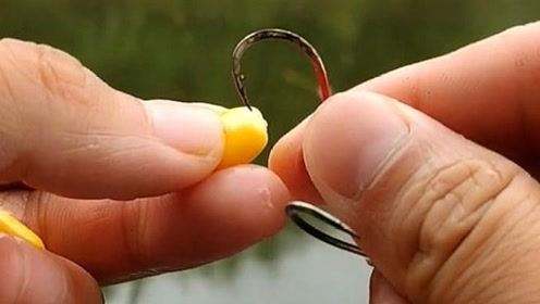 用玉米饵钓鲤鱼为什么容易跑鱼,玉米钓鲤鱼可以用跑铅吗