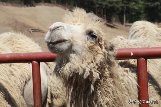 沈阳森林动物园缆车,自驾沈阳森林动物园