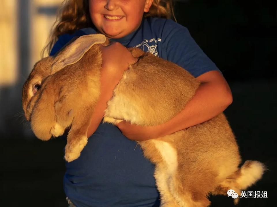 你知道世界上最大的兔子有多大吗,世界上最大的兔子吉尼斯纪录