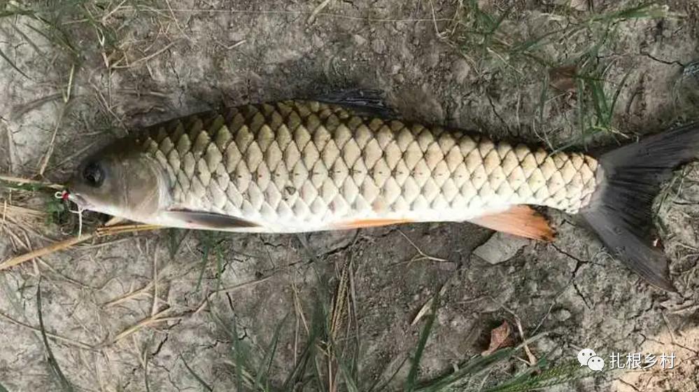 野钓常见的鱼好吃,钓鱼人公认的10种最好吃的淡水鱼