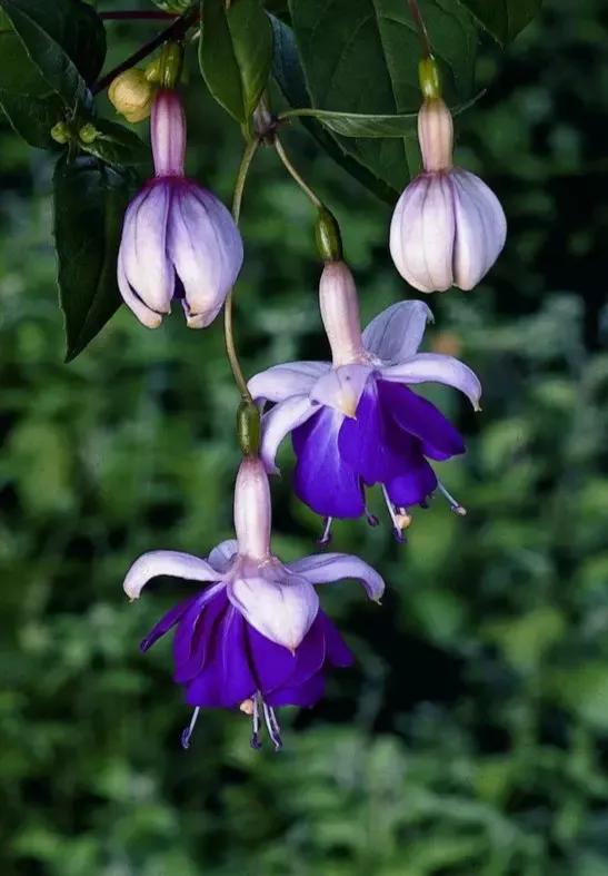 美丽的花倒挂金钟,美丽的倒挂金钟花图片