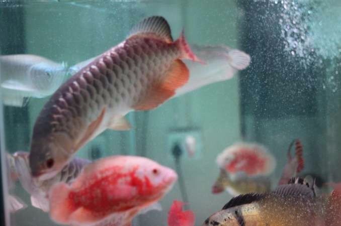 极品蓝底过背金龙,顶级蓝底过背金龙视频