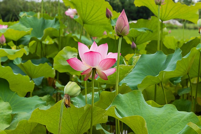 夜赏荷花古诗词,赏荷花诗句古诗大全
