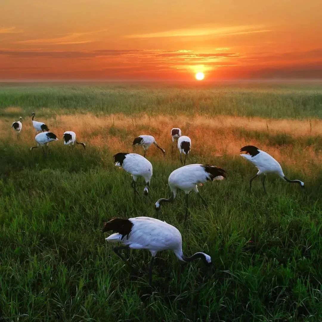 湿地可以开发什么旅游项目,黑龙江旅游必去十大湿地排名