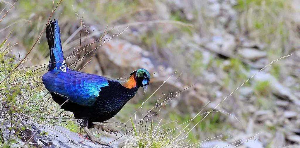 绿尾虹雉摄影,绿尾虹雉鹰鸡