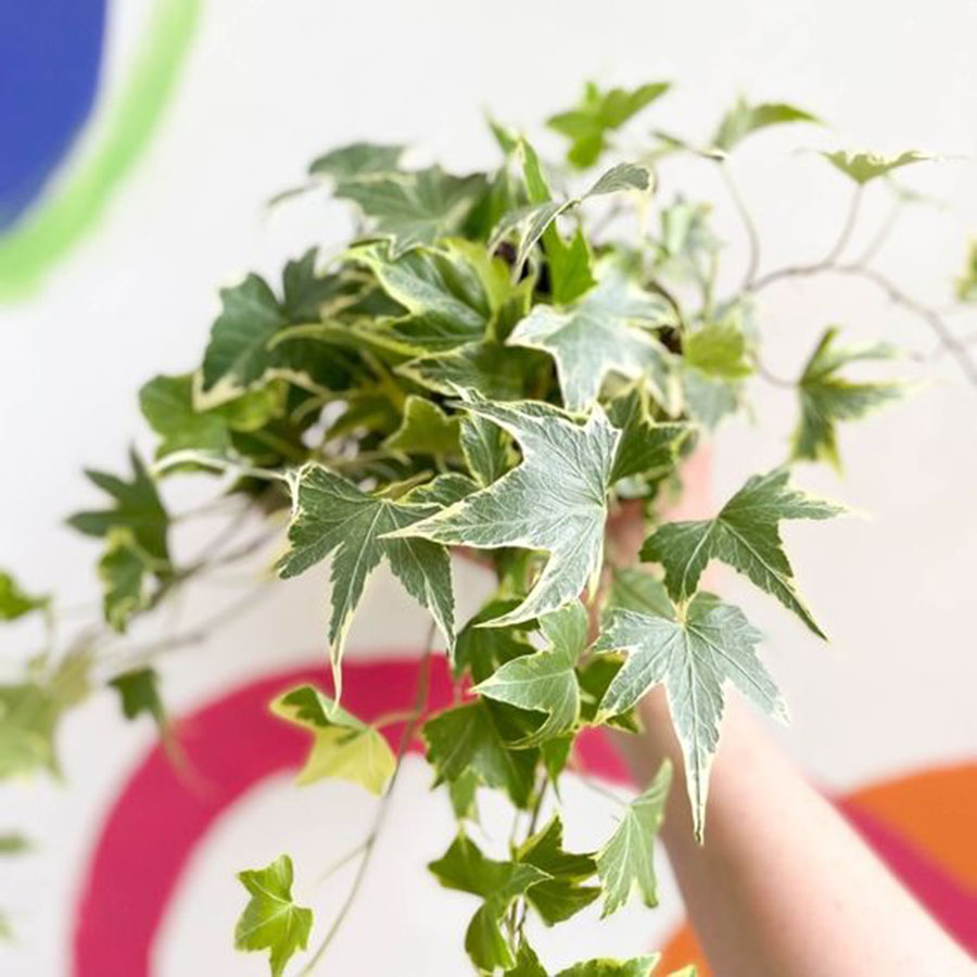 好养无毒的观叶植物,真正皮实好养的观叶植物