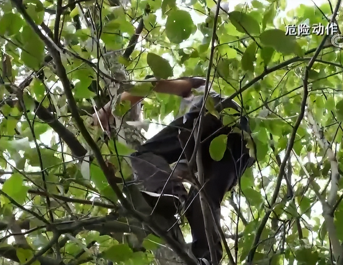 广东老板放弃皮革生意，靠壮阳树年入千万，一张树皮卖上千元