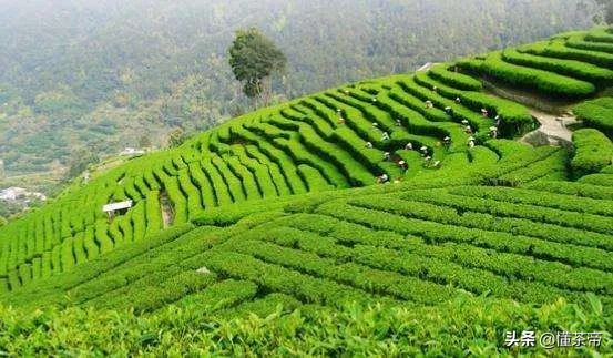 闭眼入的绿茶品牌，照这个买就对了（下）