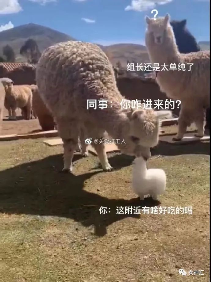 试穿绿色连裤袜,网购了一条金色的丝袜