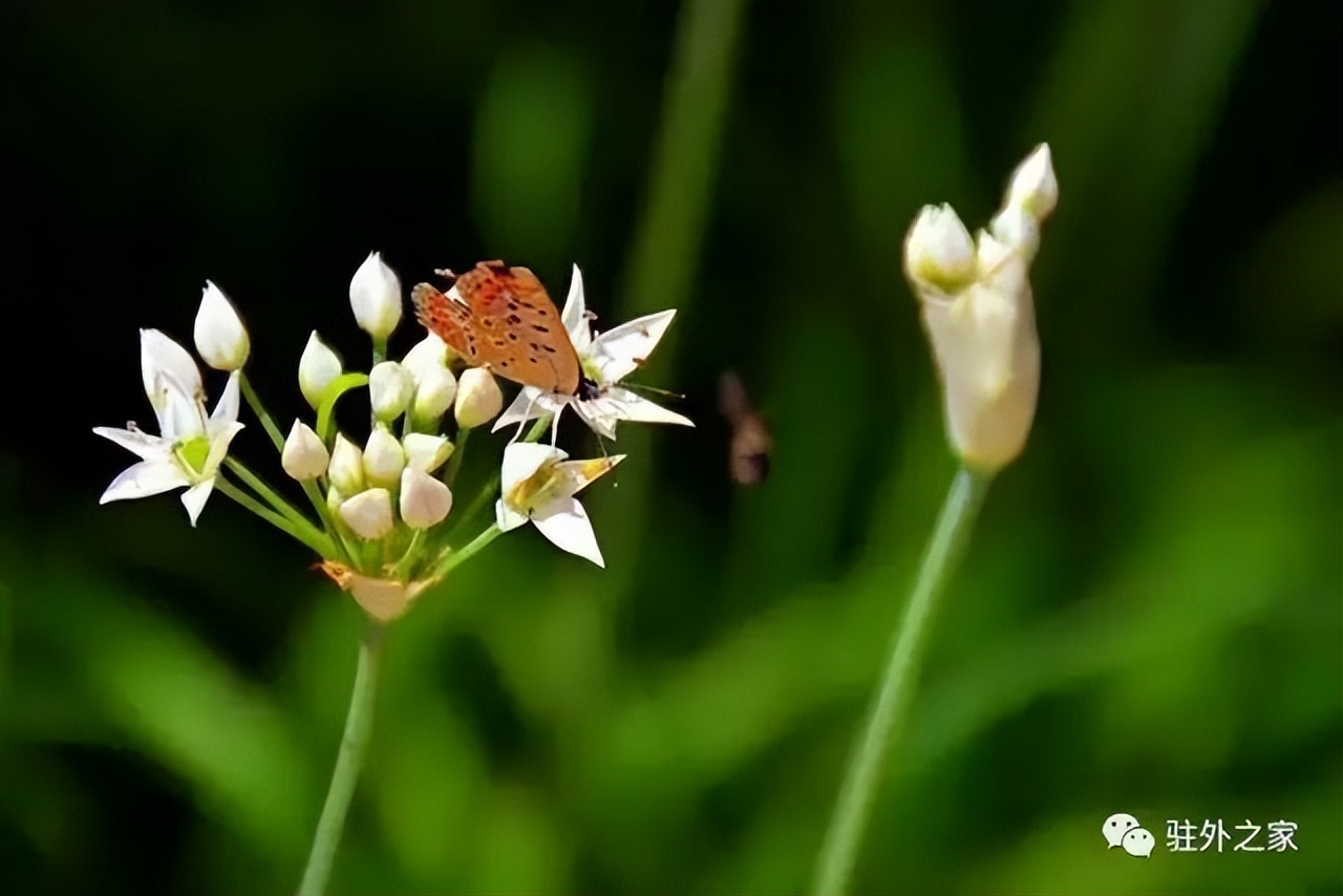 驻外人的“花花世界”——且看菜园变花园