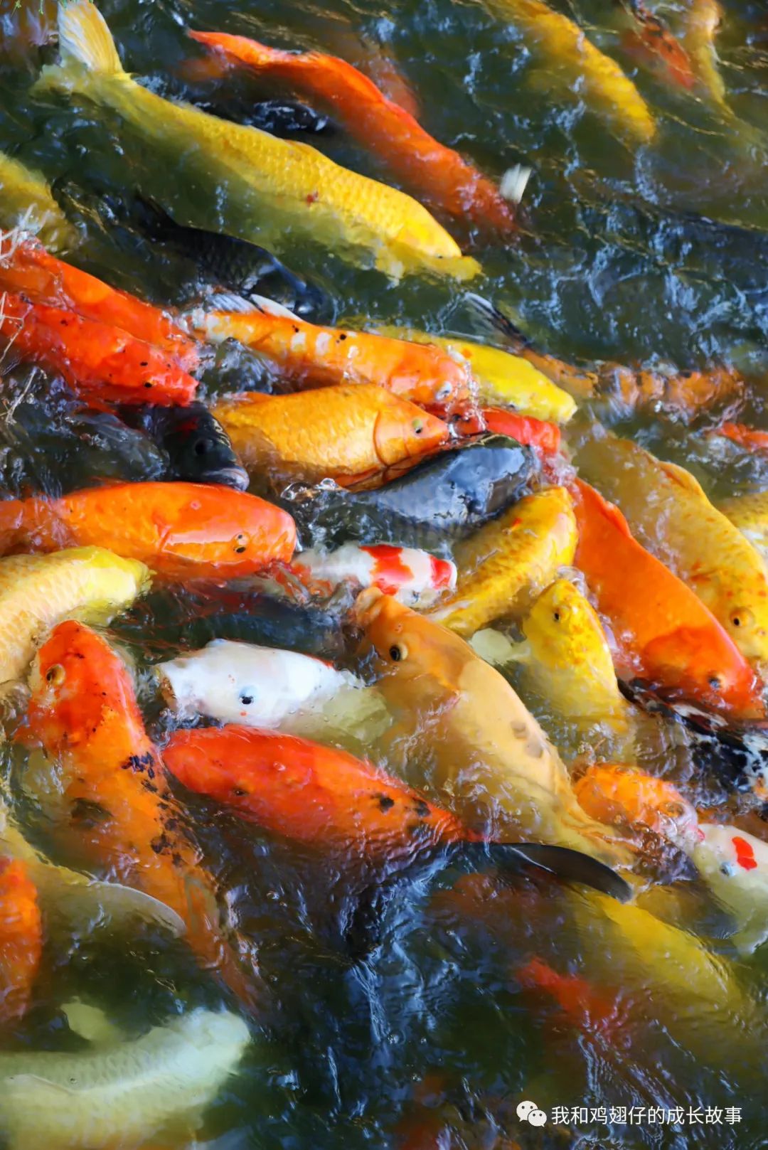 旗峰山灯笼,旗峰山灯笼拍摄视频