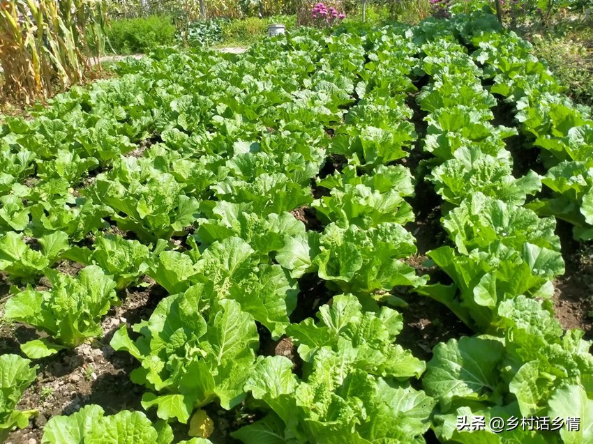 大白菜软腐病防治的方法,大白菜软腐病应该如何防治