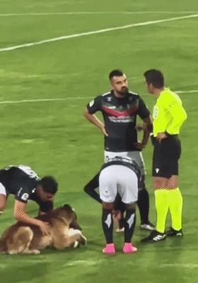 狗子突然冲进足球场，霸占足球中断比赛，但结局很可爱！