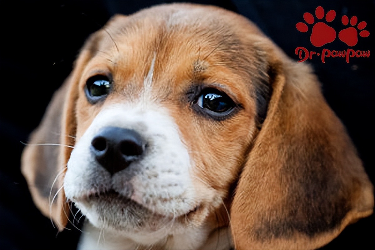 狗肠胃不好经常吐黄水吃什么药,狗肠胃药