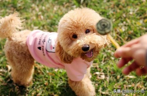 泰迪露肚皮是什么意思啊,泰迪露着肚子躺着睡觉