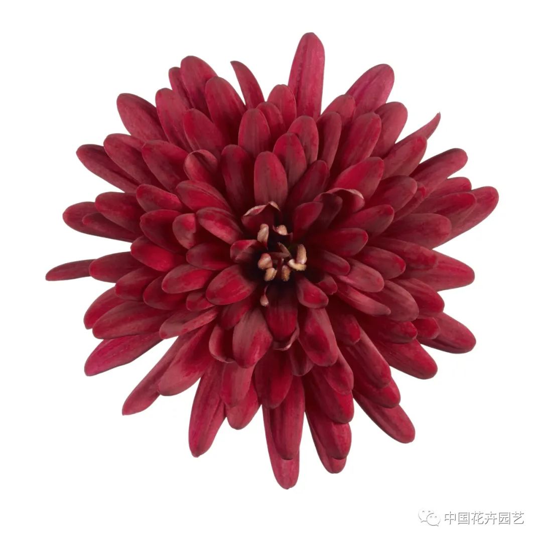 橙色多盟盆菊“水晶”系列推出新花色|新品