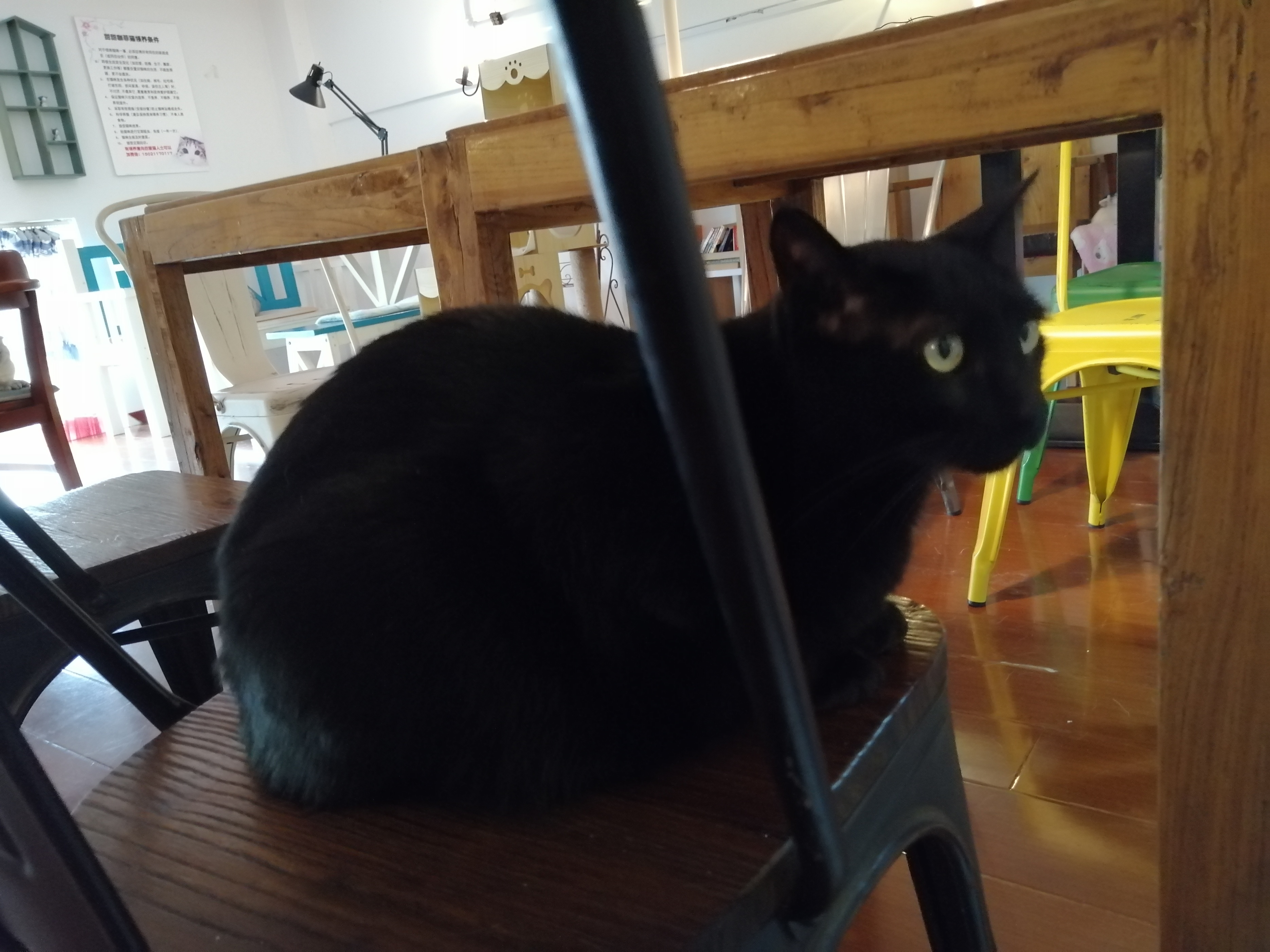 养猫与人合租,合租养猫应该通知室友么