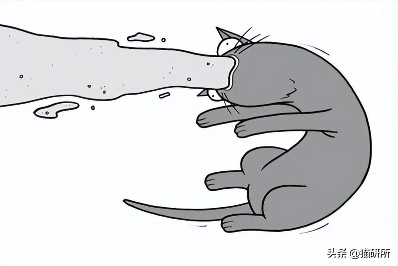 猫嘴里吐出半只蟑螂，如何消毒？在线等，急