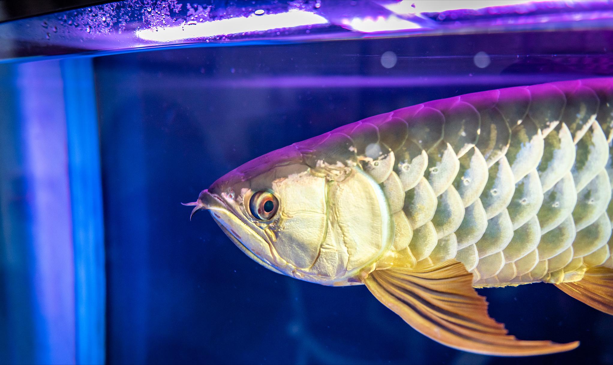 从源头解决问题！水质、饲养环境引发龙鱼沉头的原因解析