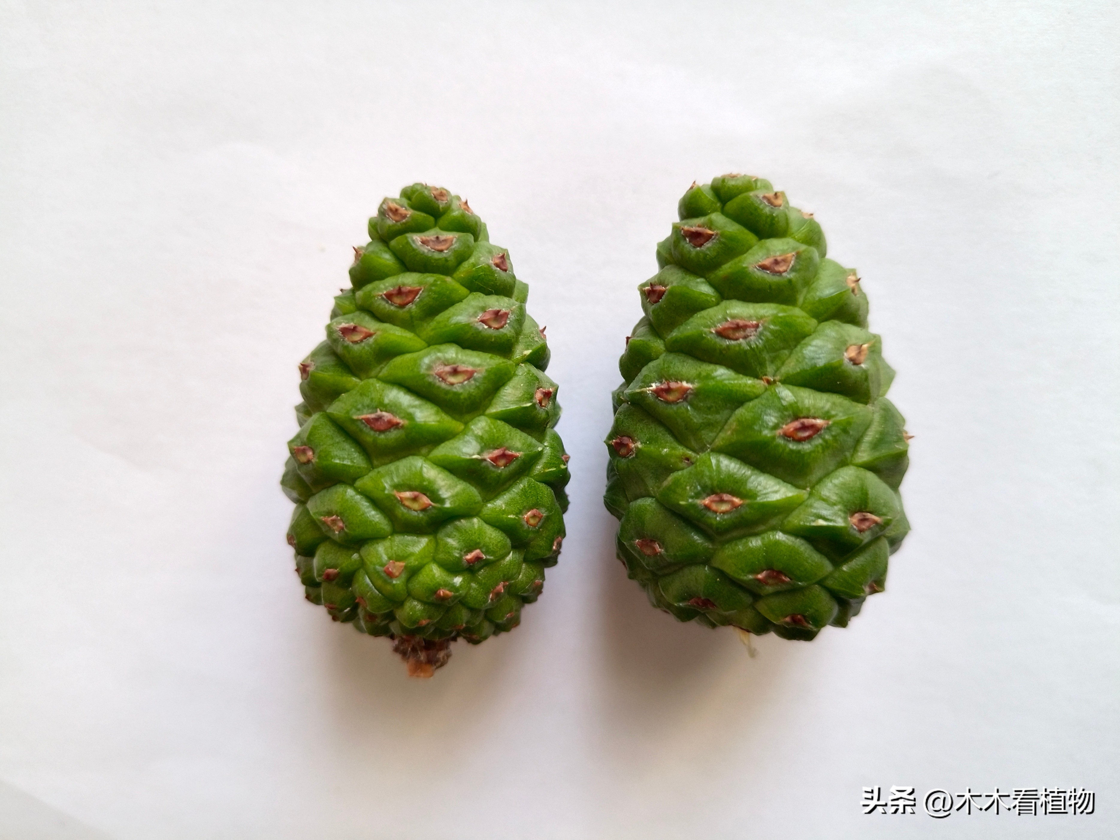 一颗迷人的松果,美丽松果