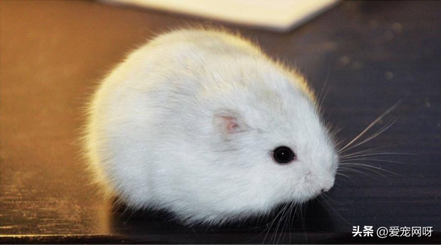 仓鼠品种大全及图片,仓鼠哪些品种不咬人