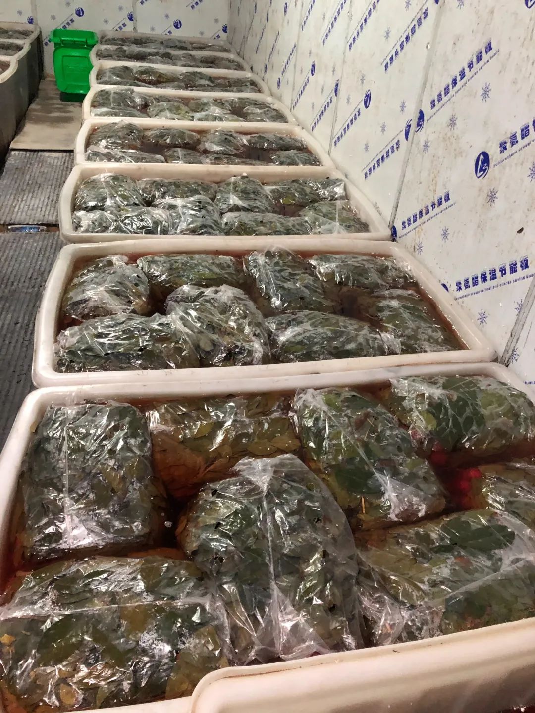 为了找证据，他从国外买水果做实验……