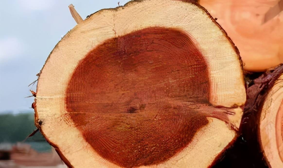 金丝楠木价值10亿,地下几百年的金丝楠木价值