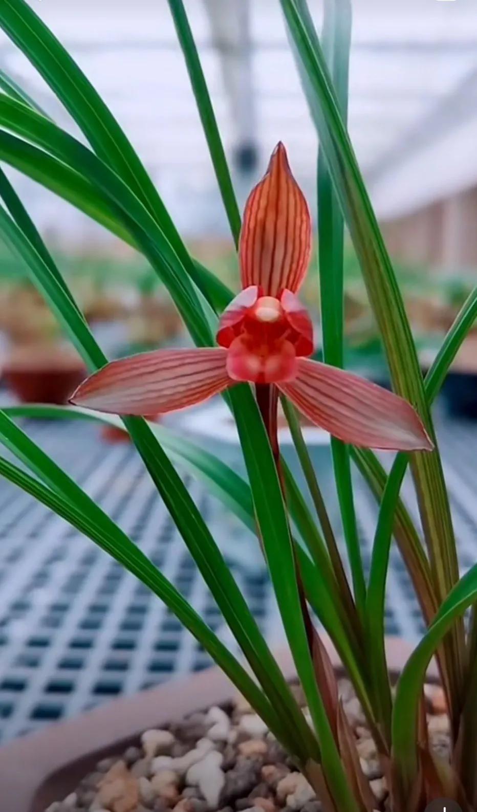 最名贵十种兰花盆景欣赏,名贵野生兰花
