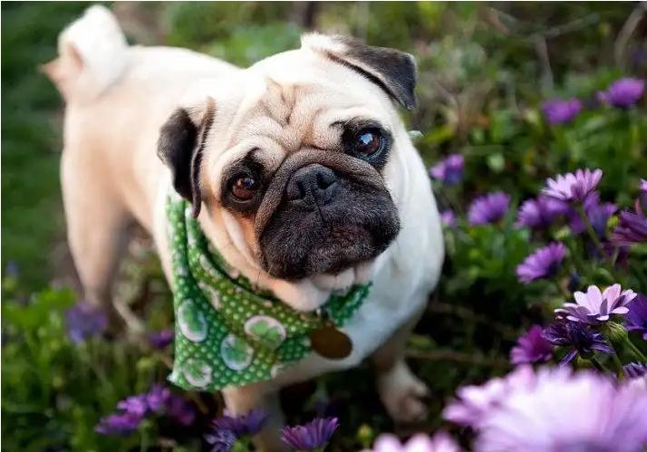 养巴哥犬应该注意什么,养巴哥犬必须知道的五大注意事项