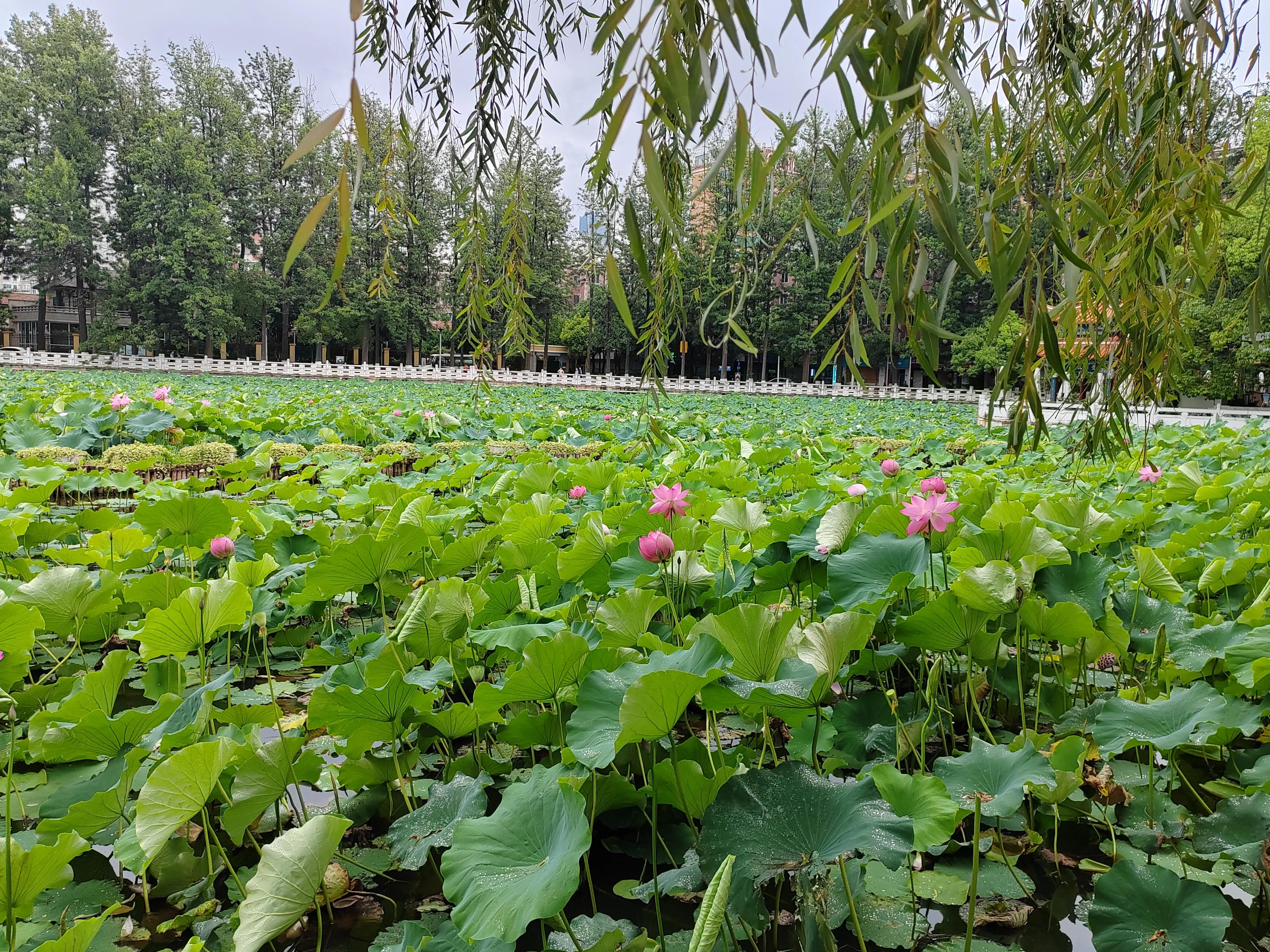 与春城昆明的再次邂逅，让这个盛夏有一抹清凉