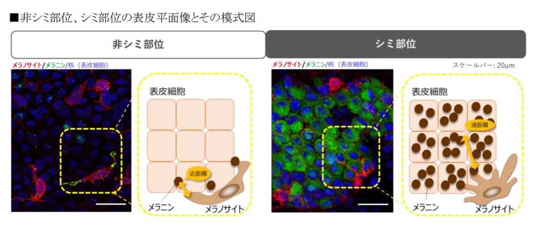 盘点4款大牌美白精华,美白精华合集8款