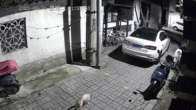 江苏偷猫事件,偷猫人被抓新闻