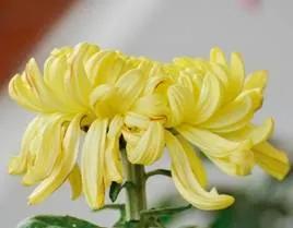 清雅花卉园艺景观,意境清雅的花草