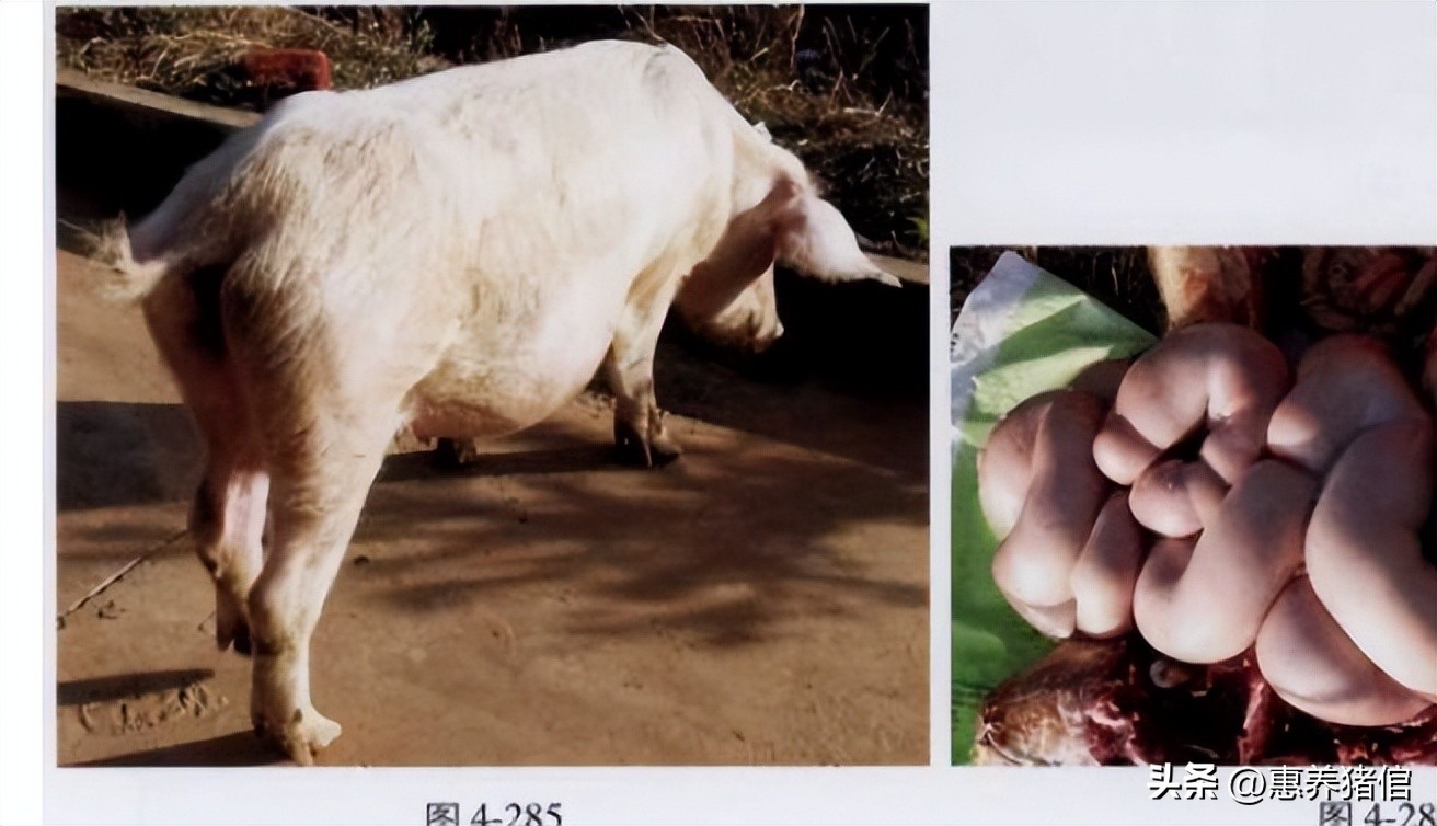 母猪生殖系统有炎症吗,母猪外生殖感染怎么治