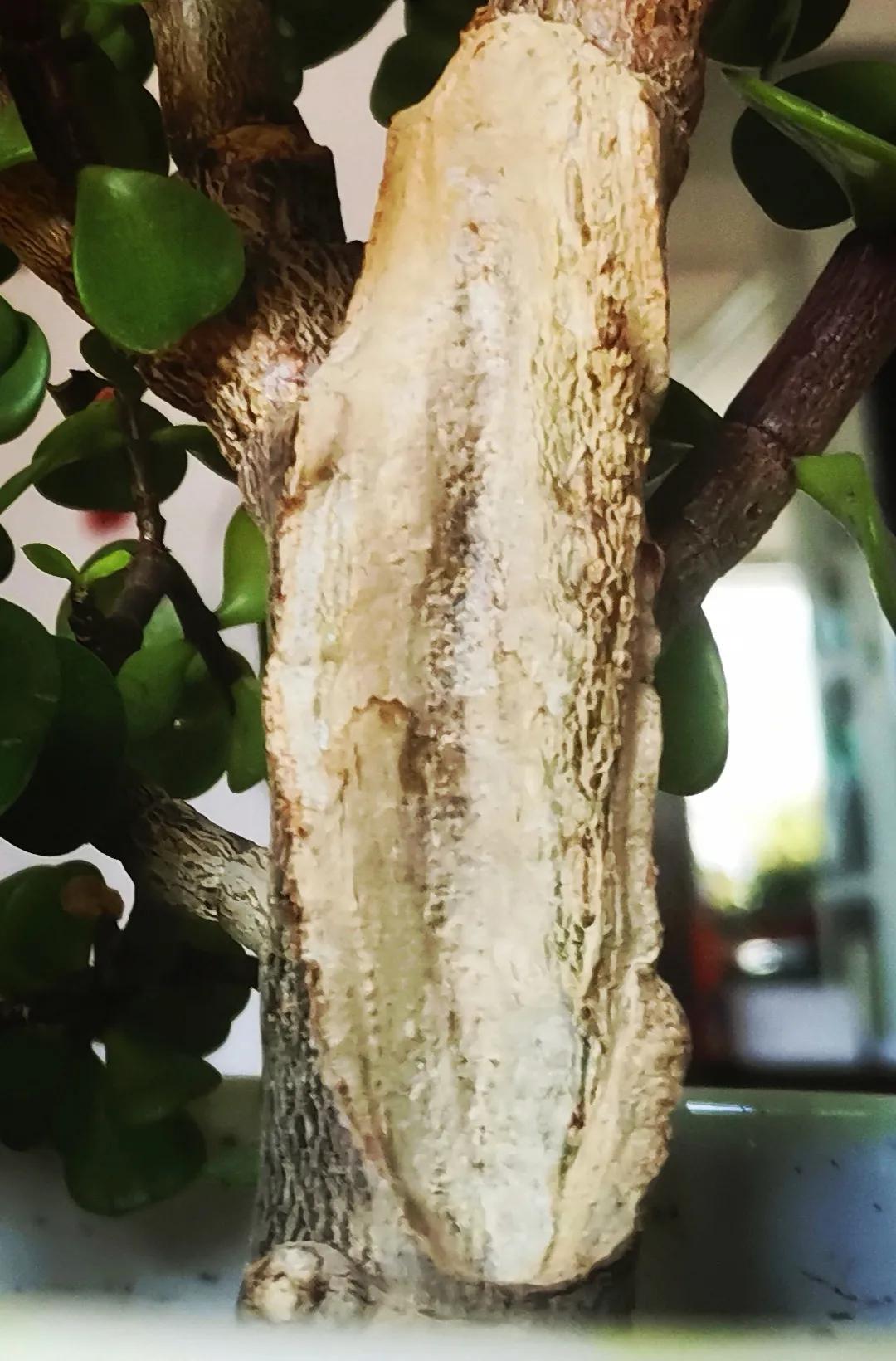 受伤的疤痕一定会成为坚强的盔甲,你的伤疤会成为坚韧的盔甲