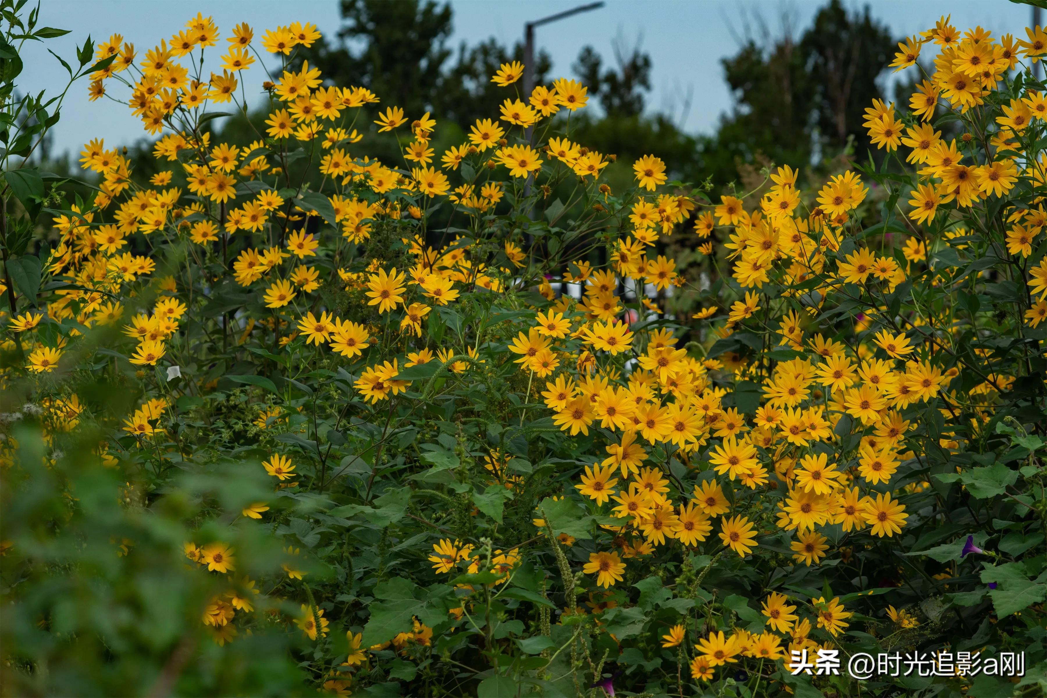蓝眼菊的花语,七彩菊花语和寓意