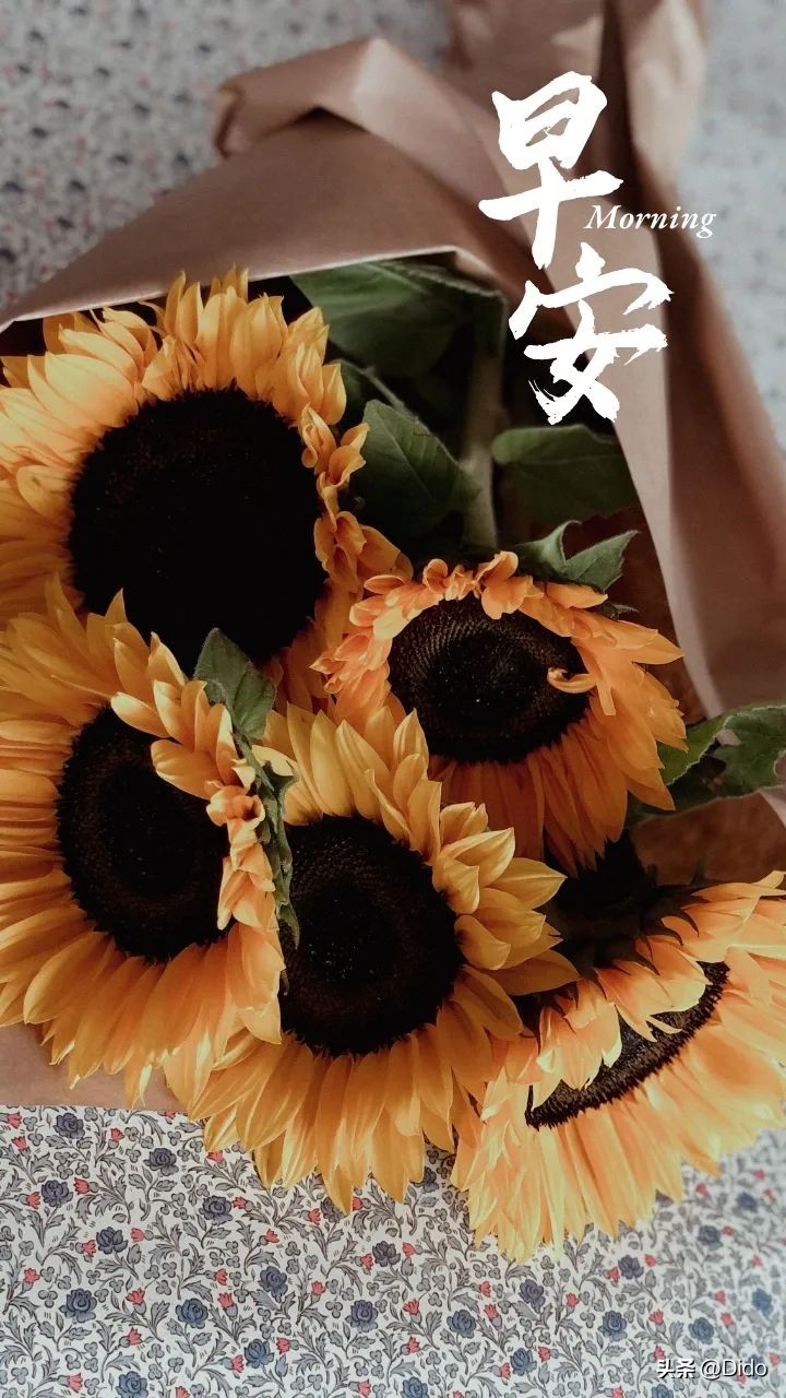 早安不乱于心不困于情不畏将来,早安不念过往不畏将来图片