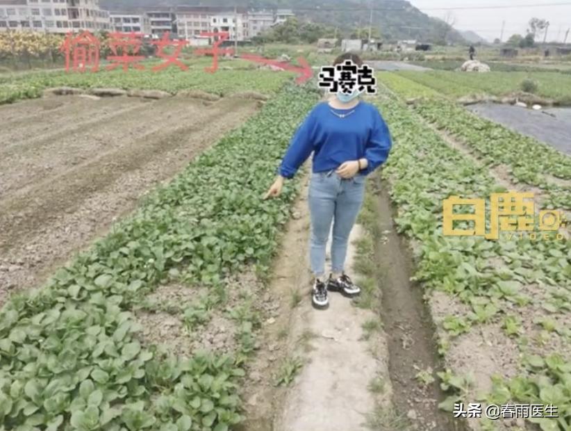 偷菜游戏是什么游戏,农场偷菜游戏玩一玩