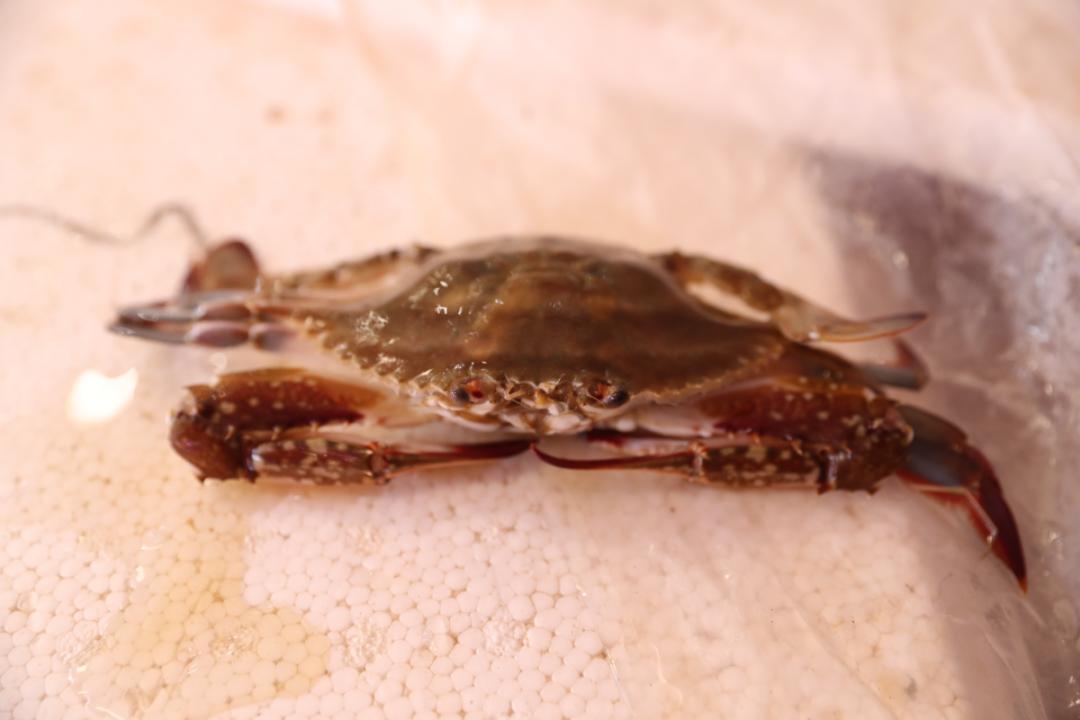 第一批东海梭子蟹抵达上海,预制菜梭子蟹