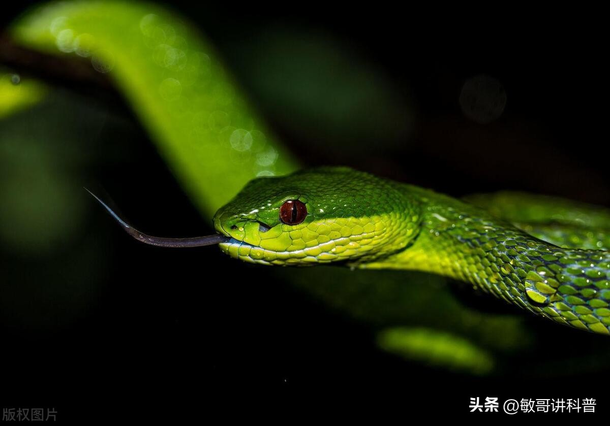 蛇的蜕皮是药吗,为什么蛇会脱皮增加寿命