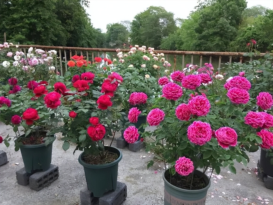 门口种月季花有什么讲究吗,月季花买哪种最好