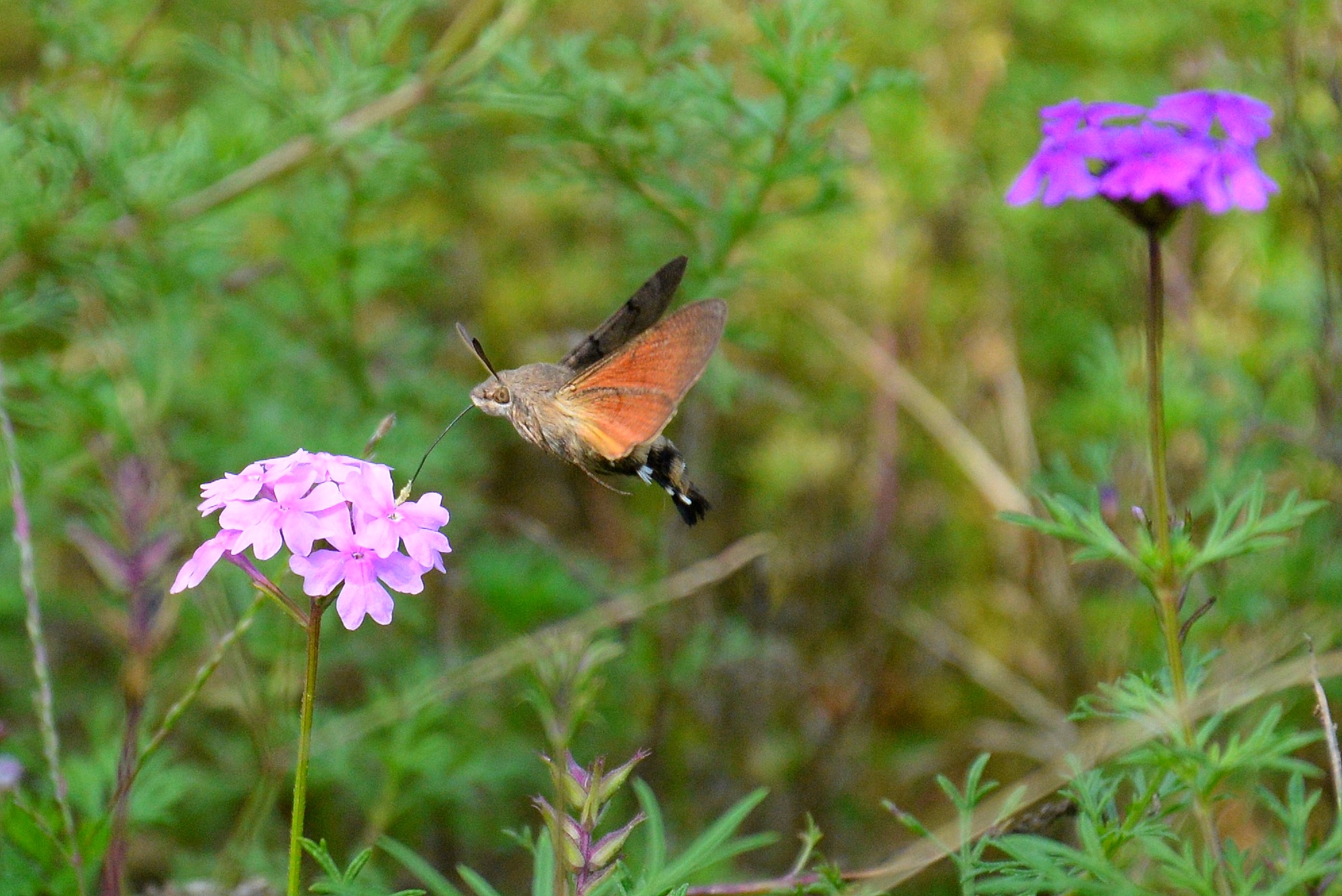 尼康d750和尼康d810和尼康d610,尼康d610缺点在哪里