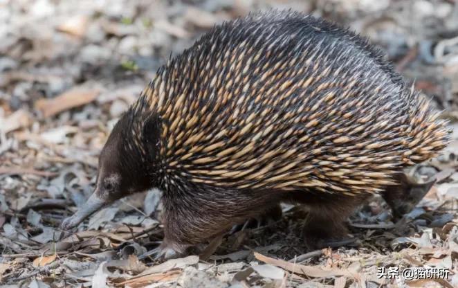 你见过猫咪吞口水吗,猫咪有肚脐眼吗